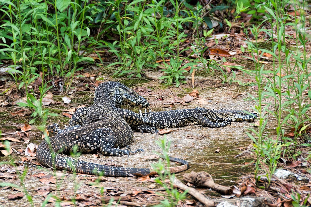 Click image for larger version

Name:	627-Goannas.jpg
Views:	29
Size:	242.0 KB
ID:	403021