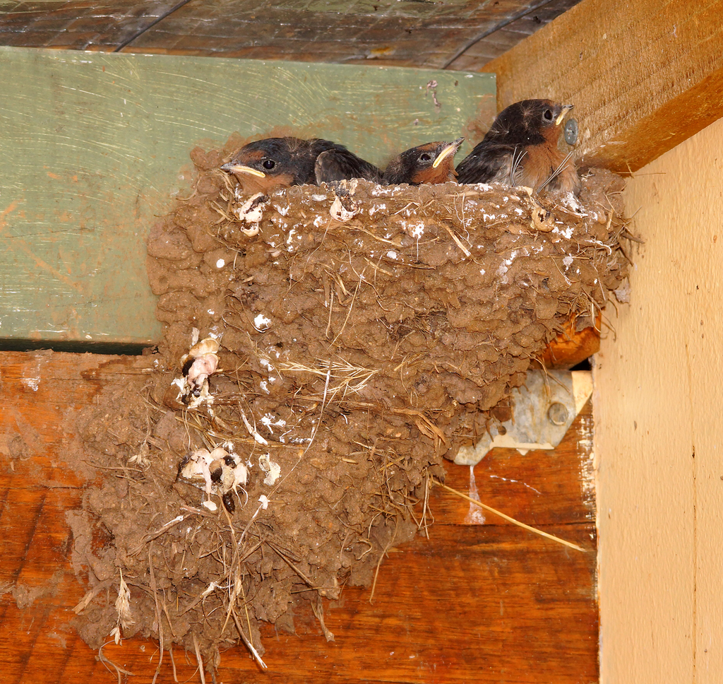 Click image for larger version

Name:	Baby Swallows.jpg
Views:	39
Size:	1.16 MB
ID:	403103