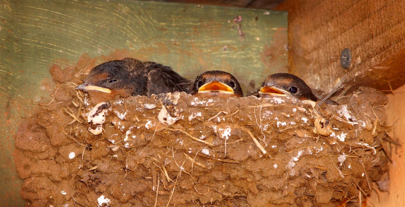 Click image for larger version

Name:	Baby swallows 2.jpg
Views:	36
Size:	242.7 KB
ID:	403104