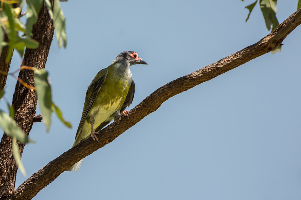 Click image for larger version

Name:	232-Australasian-Figbird.jpg
Views:	36
Size:	235.2 KB
ID:	403316