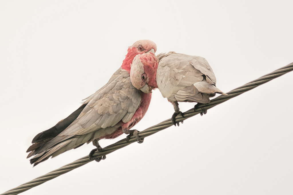 Click image for larger version

Name:	012-Galahs.jpg
Views:	23
Size:	225.7 KB
ID:	403464