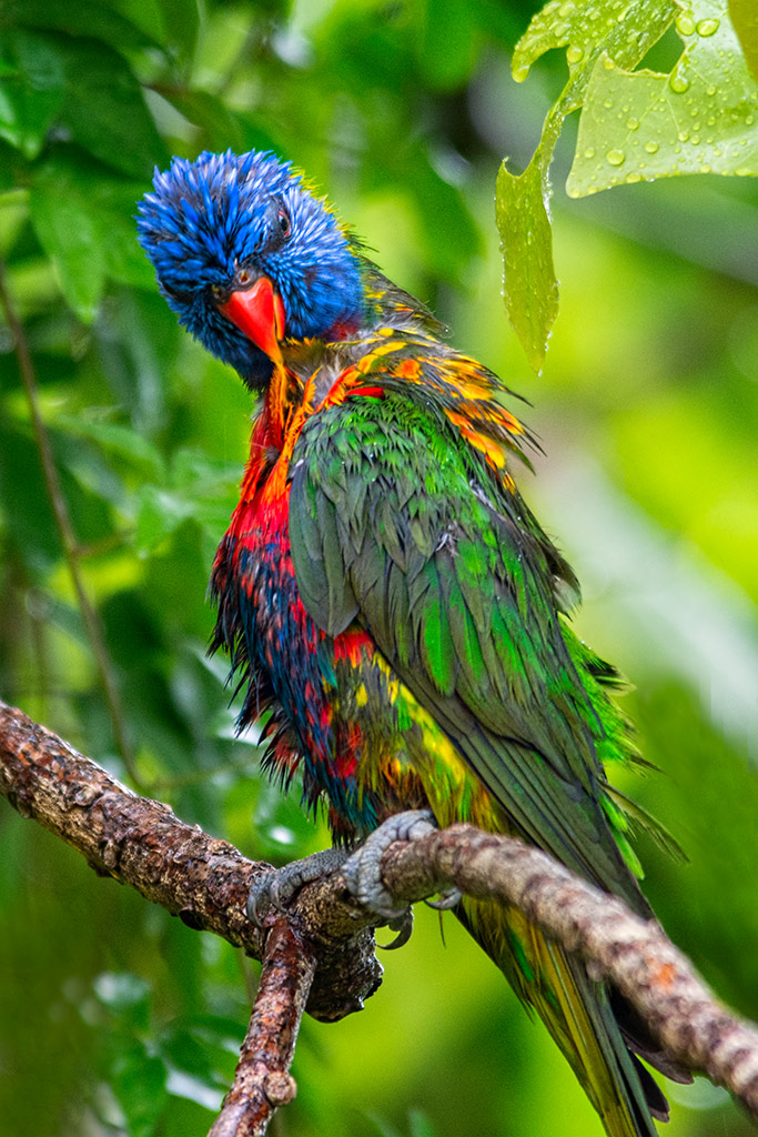 Click image for larger version

Name:	057-Lorikeet.jpg
Views:	23
Size:	241.9 KB
ID:	404311