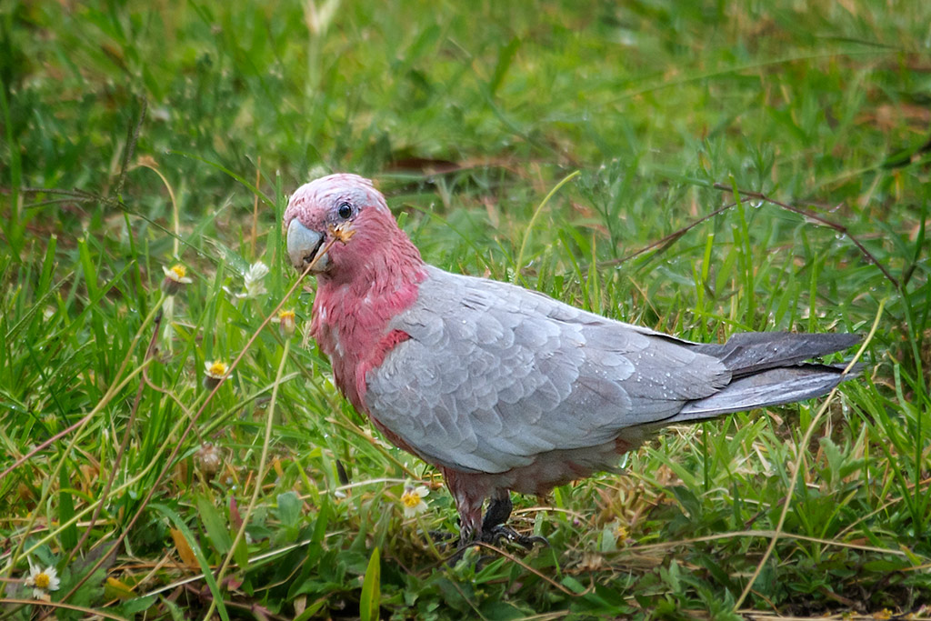 Click image for larger version

Name:	039-Galah.jpg
Views:	19
Size:	243.0 KB
ID:	404312