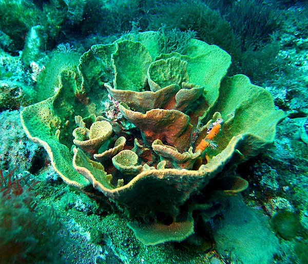 Click image for larger version

Name:	Bowl sponge.jpg
Views:	108
Size:	982.2 KB
ID:	404522