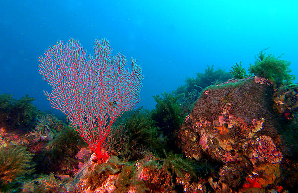 Click image for larger version

Name:	Gorgonian Fan.jpg
Views:	103
Size:	789.8 KB
ID:	404524