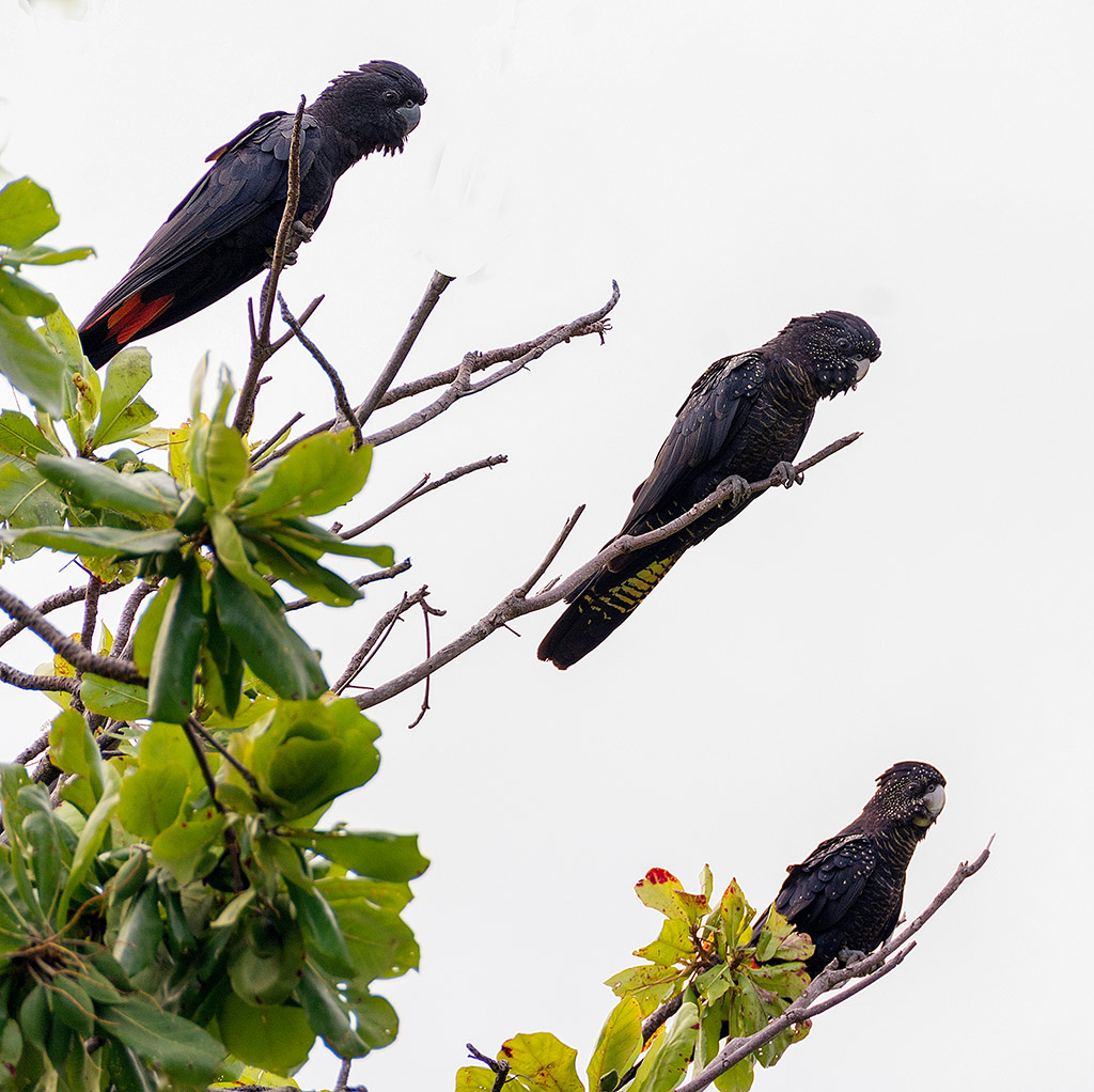 Click image for larger version

Name:	019-Black-Cockatoos.jpg
Views:	41
Size:	237.6 KB
ID:	404590