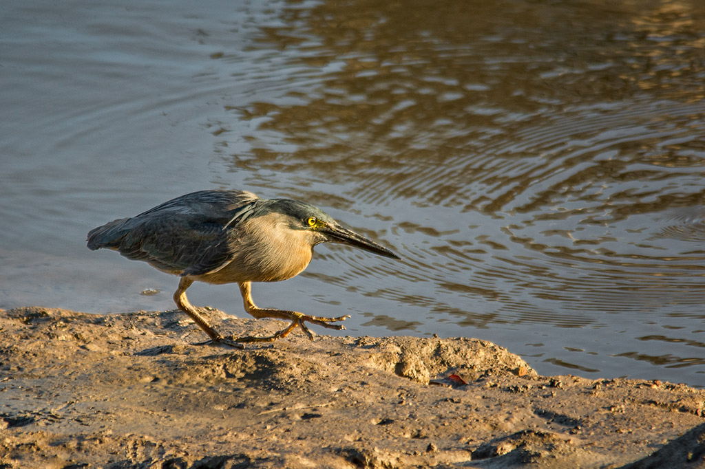 Click image for larger version

Name:	012-Striated-Heron.jpg
Views:	34
Size:	244.5 KB
ID:	404593