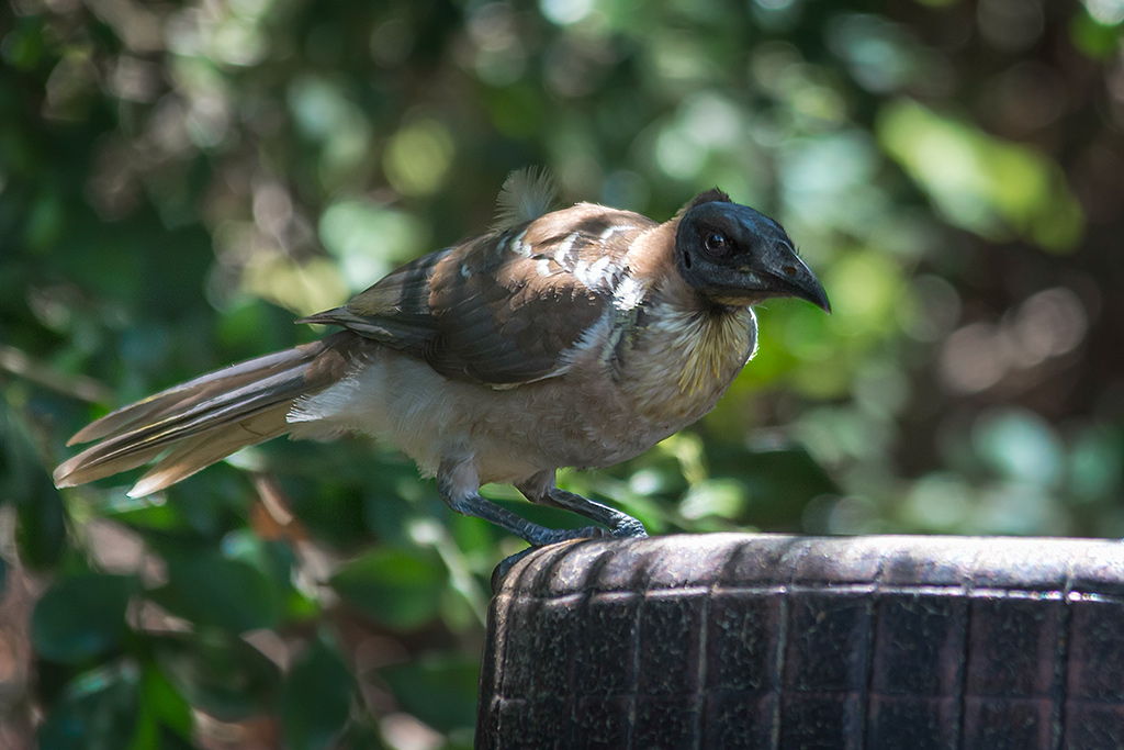 Click image for larger version

Name:	078-Noisy-Friarbird.jpg
Views:	33
Size:	237.2 KB
ID:	404912