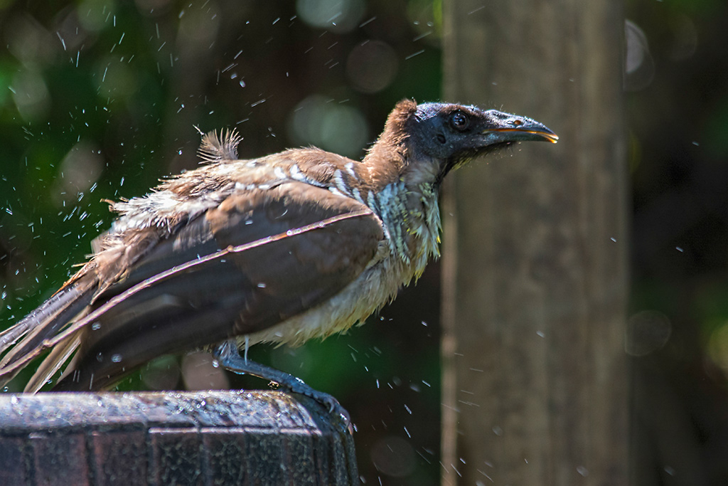 Click image for larger version

Name:	142-Noisy-Friarbird.jpg
Views:	28
Size:	239.3 KB
ID:	404913