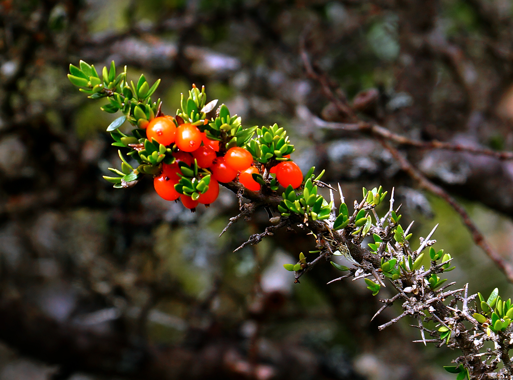 Click image for larger version

Name:	Mountain fruits.jpg
Views:	55
Size:	688.0 KB
ID:	405412