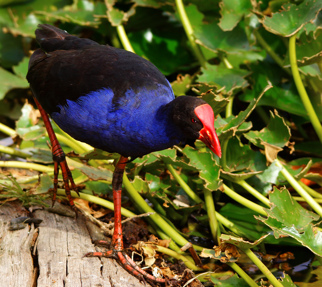 Click image for larger version

Name:	Swamphen..jpg
Views:	29
Size:	899.9 KB
ID:	405536