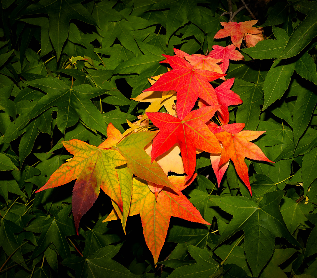 Click image for larger version

Name:	leaves.jpg
Views:	54
Size:	1.02 MB
ID:	406079