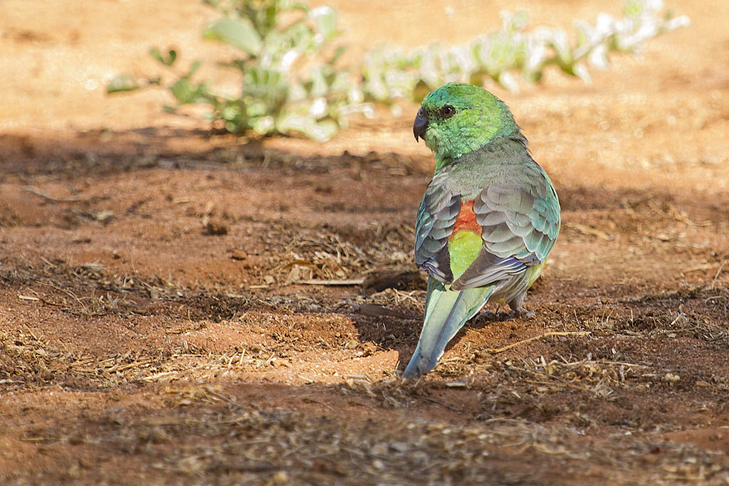 Click image for larger version

Name:	Red Rumped Parrot.jpg
Views:	14
Size:	192.5 KB
ID:	406569