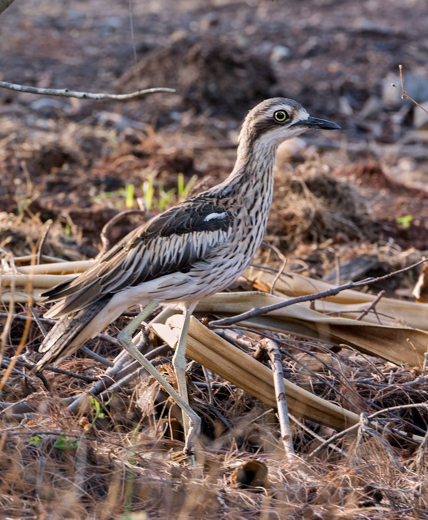 Click image for larger version

Name:	139-Curlew.jpg
Views:	31
Size:	239.0 KB
ID:	406581