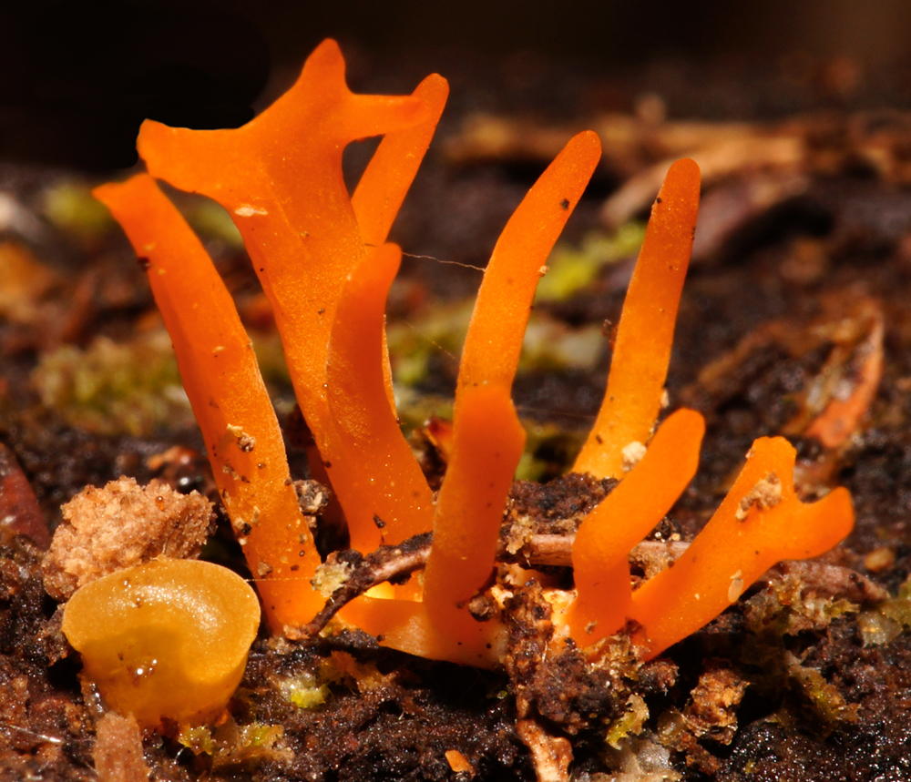 Click image for larger version

Name:	Tiny fungi 2.jpg
Views:	34
Size:	743.0 KB
ID:	406755