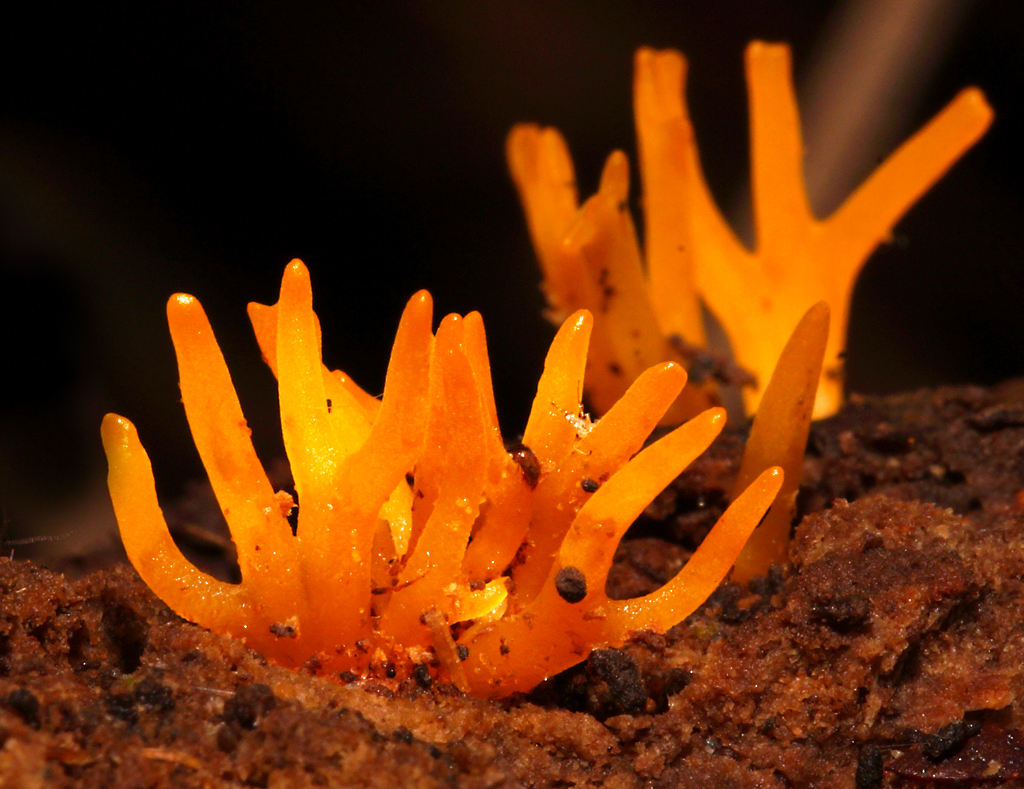 Click image for larger version

Name:	Tiny fungi.jpg
Views:	42
Size:	716.9 KB
ID:	406756