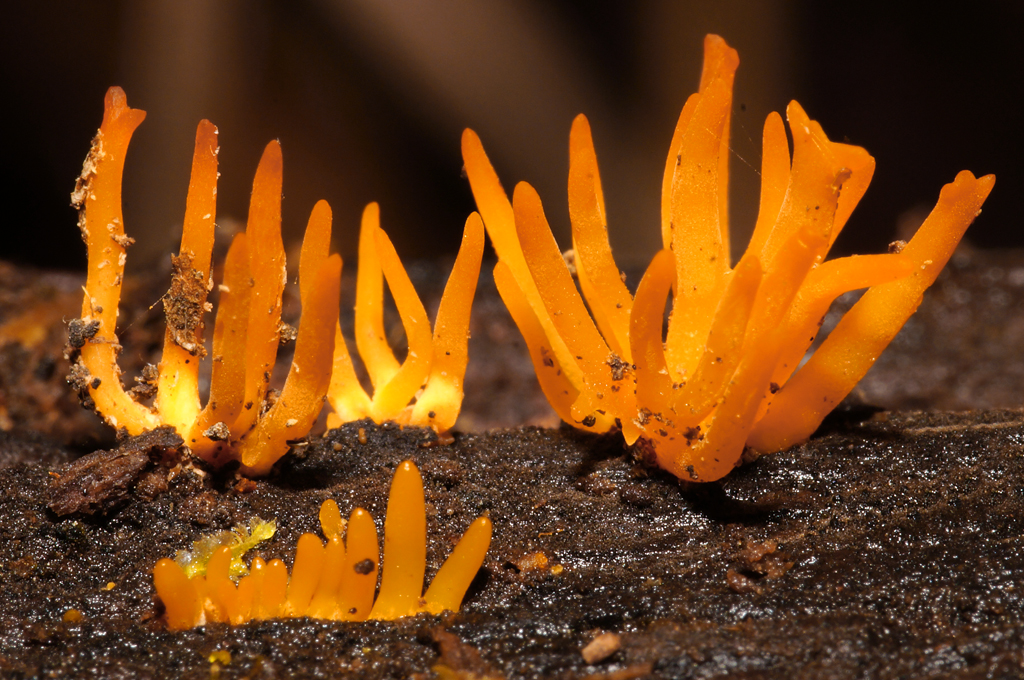 Click image for larger version

Name:	Tiny fungi 3.jpg
Views:	40
Size:	700.7 KB
ID:	406757