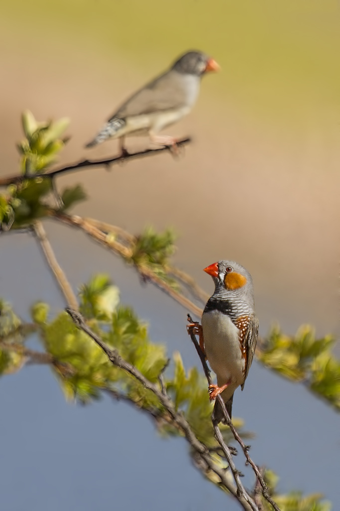 Click image for larger version

Name:	Zebra Finch.jpg
Views:	25
Size:	182.7 KB
ID:	406794