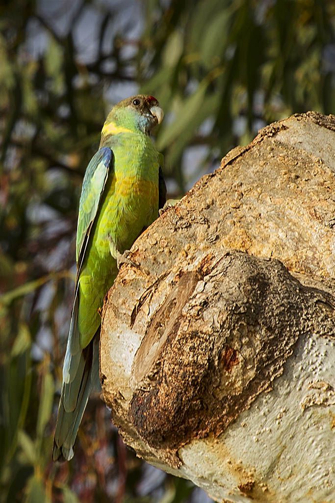 Click image for larger version

Name:	Mallee Ringneck2.jpg
Views:	27
Size:	191.5 KB
ID:	406926