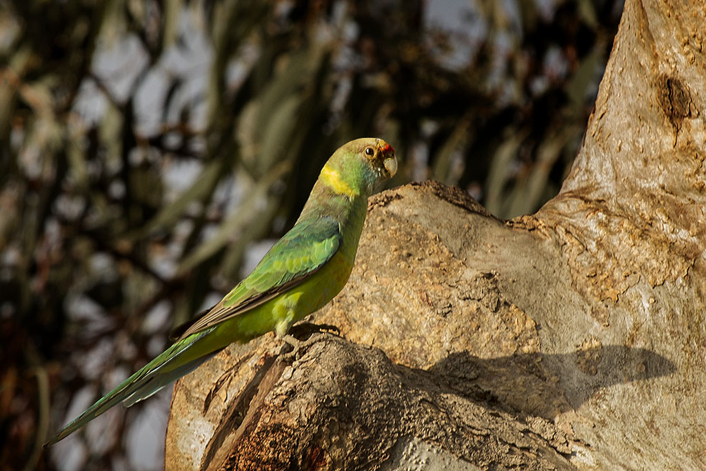 Click image for larger version

Name:	Mallee Ringneck.jpg
Views:	25
Size:	228.7 KB
ID:	406927