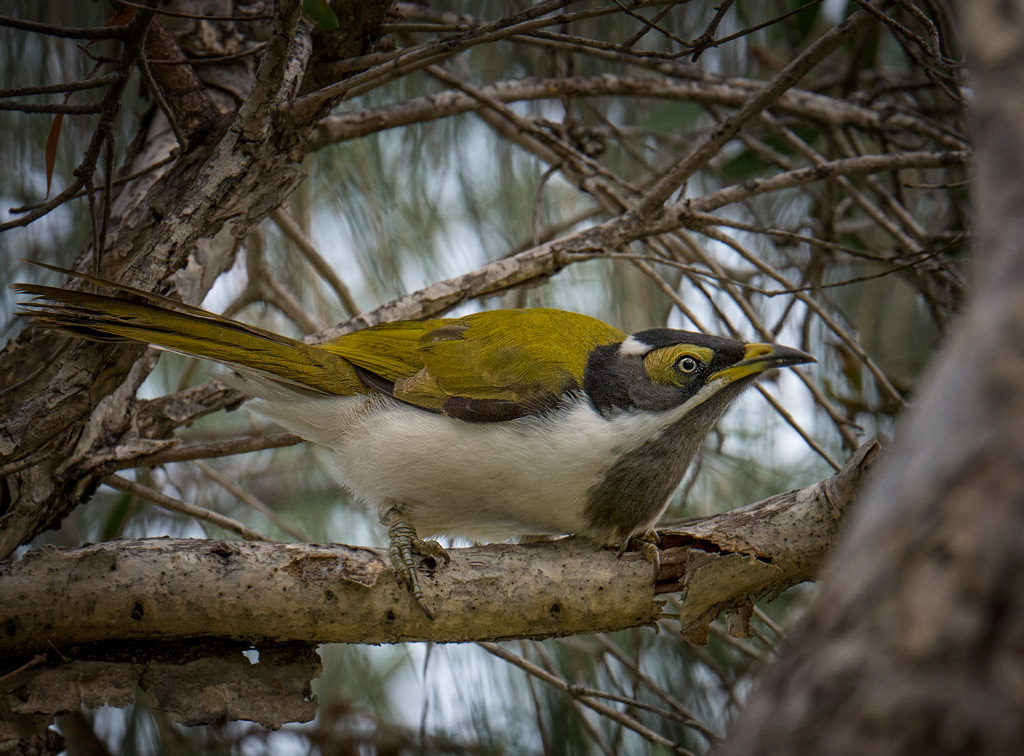 Click image for larger version

Name:	_DSC0527honeyeater.jpg
Views:	76
Size:	242.2 KB
ID:	407349