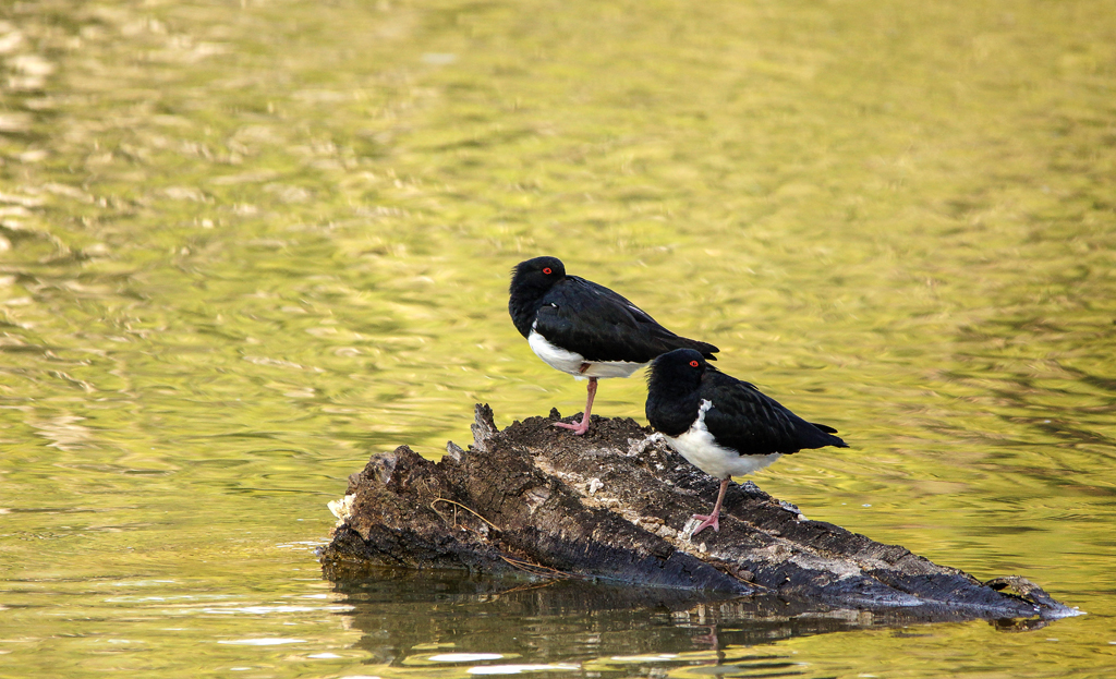 Click image for larger version

Name:	Oystercatchers.jpg
Views:	22
Size:	631.5 KB
ID:	407505