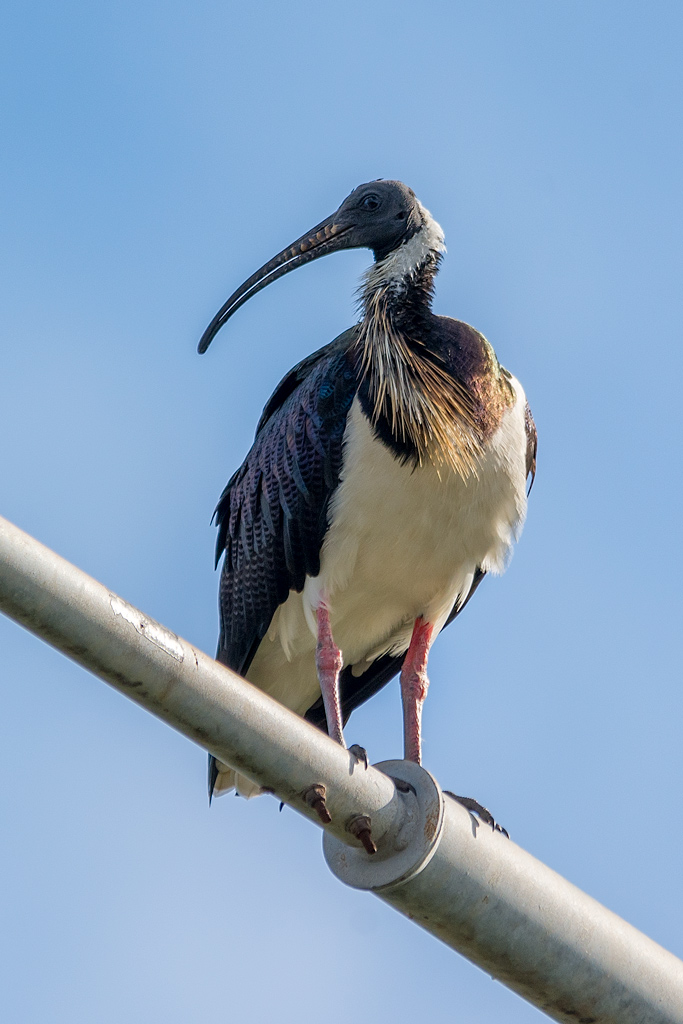 Click image for larger version

Name:	_DSC0713Ibis.jpg
Views:	27
Size:	228.0 KB
ID:	407641