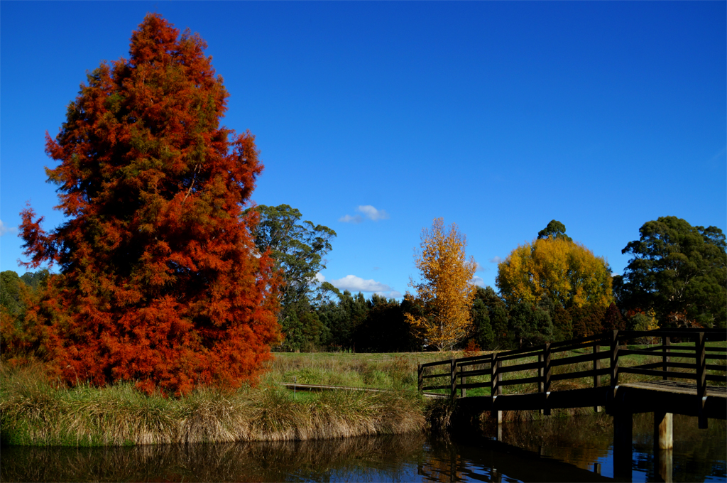 Click image for larger version

Name:	Red tree.jpg
Views:	58
Size:	725.0 KB
ID:	407660