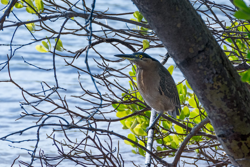 Click image for larger version

Name:	Striated-Heron.jpg
Views:	21
Size:	243.2 KB
ID:	408276