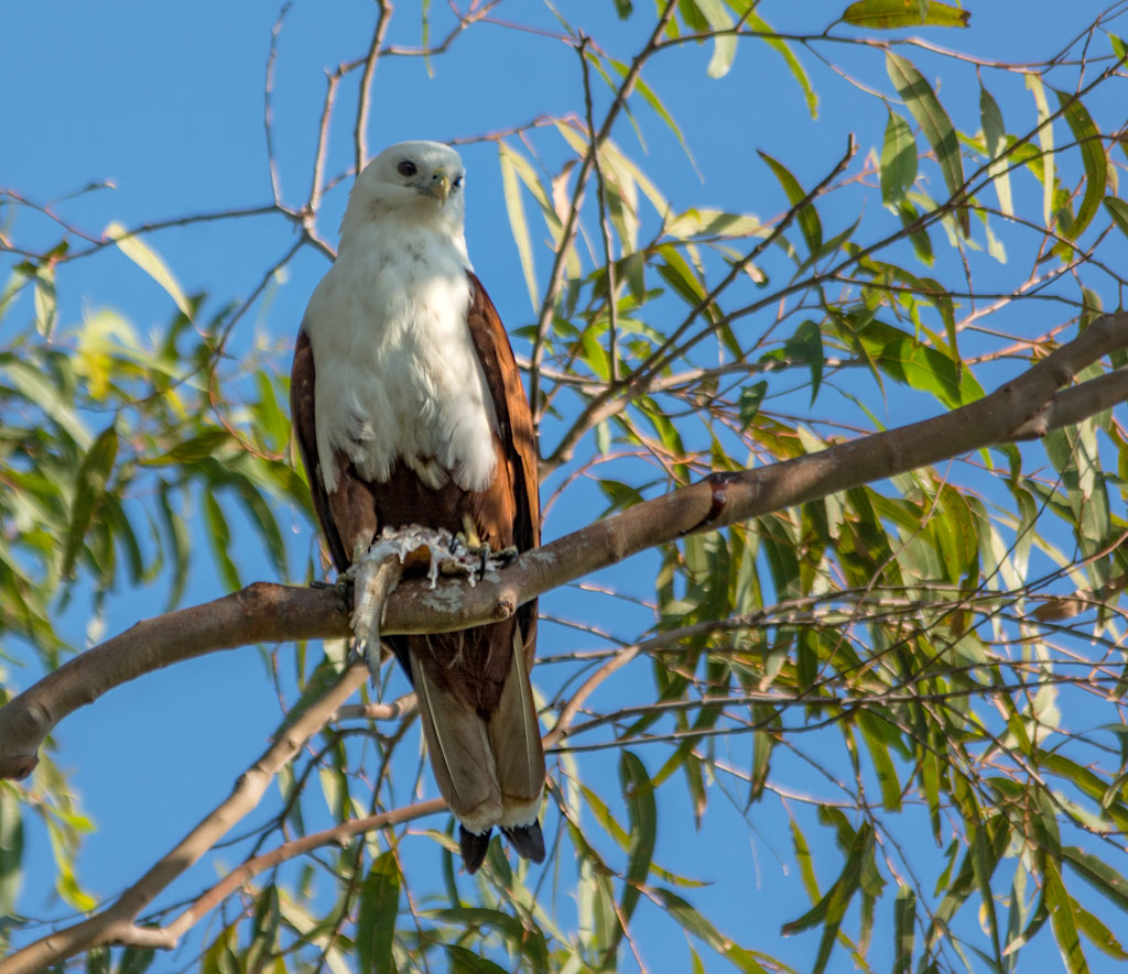 Click image for larger version

Name:	Brahminy-Kite.jpg
Views:	17
Size:	238.4 KB
ID:	408449