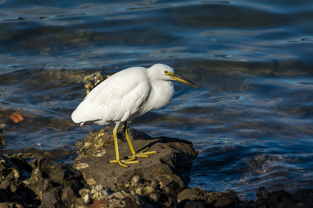 Click image for larger version

Name:	Egret-2.jpg
Views:	18
Size:	241.9 KB
ID:	408451