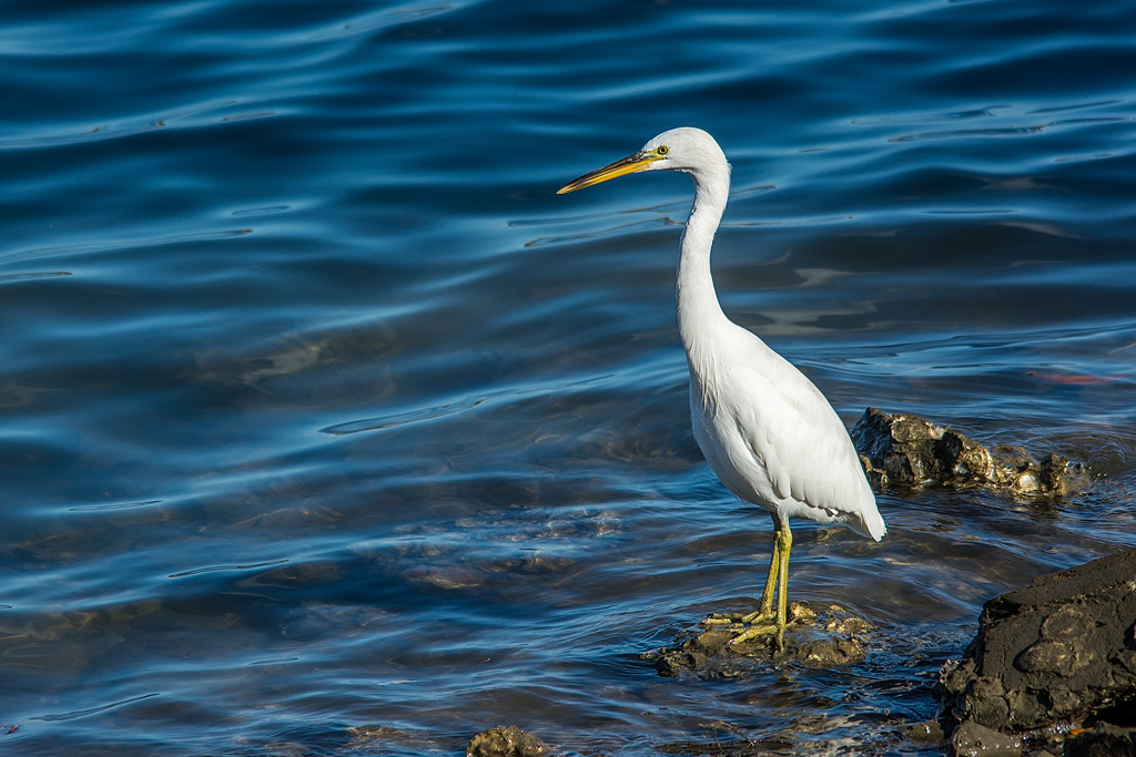 Click image for larger version

Name:	Egret-1.jpg
Views:	18
Size:	240.6 KB
ID:	408452