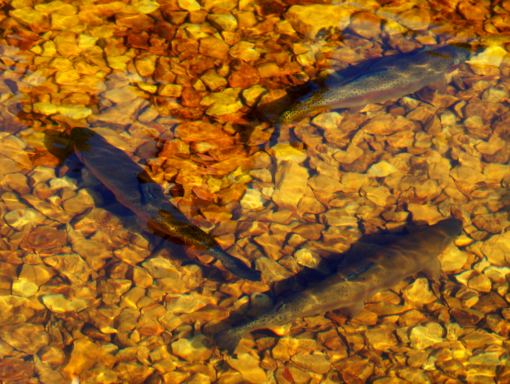 Click image for larger version

Name:	Trout.jpg
Views:	34
Size:	980.2 KB
ID:	408678