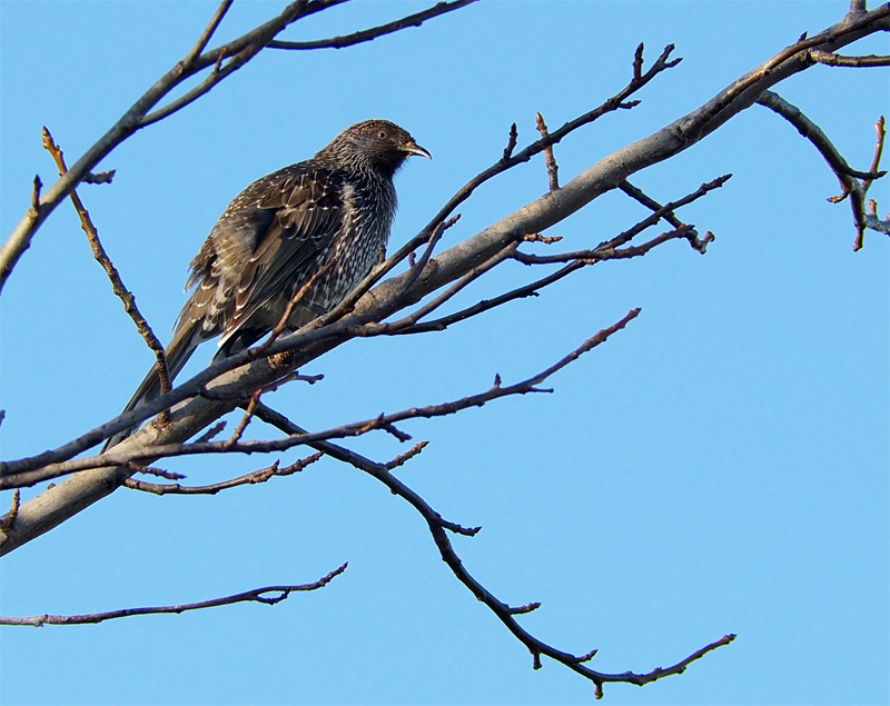 Click image for larger version

Name:	Little Wattlebird..jpg
Views:	34
Size:	420.9 KB
ID:	409438