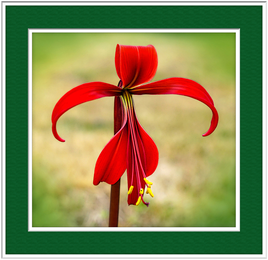 Click image for larger version

Name:	Lilly framed.jpg
Views:	23
Size:	571.4 KB
ID:	415181