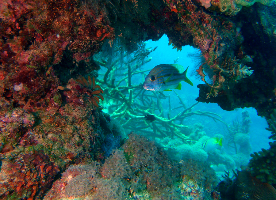 Click image for larger version

Name:	Hole in the reef..jpg
Views:	118
Size:	789.3 KB
ID:	415531