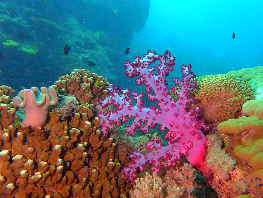 A selection from Hardy Reef - Australian Photoholics Forum