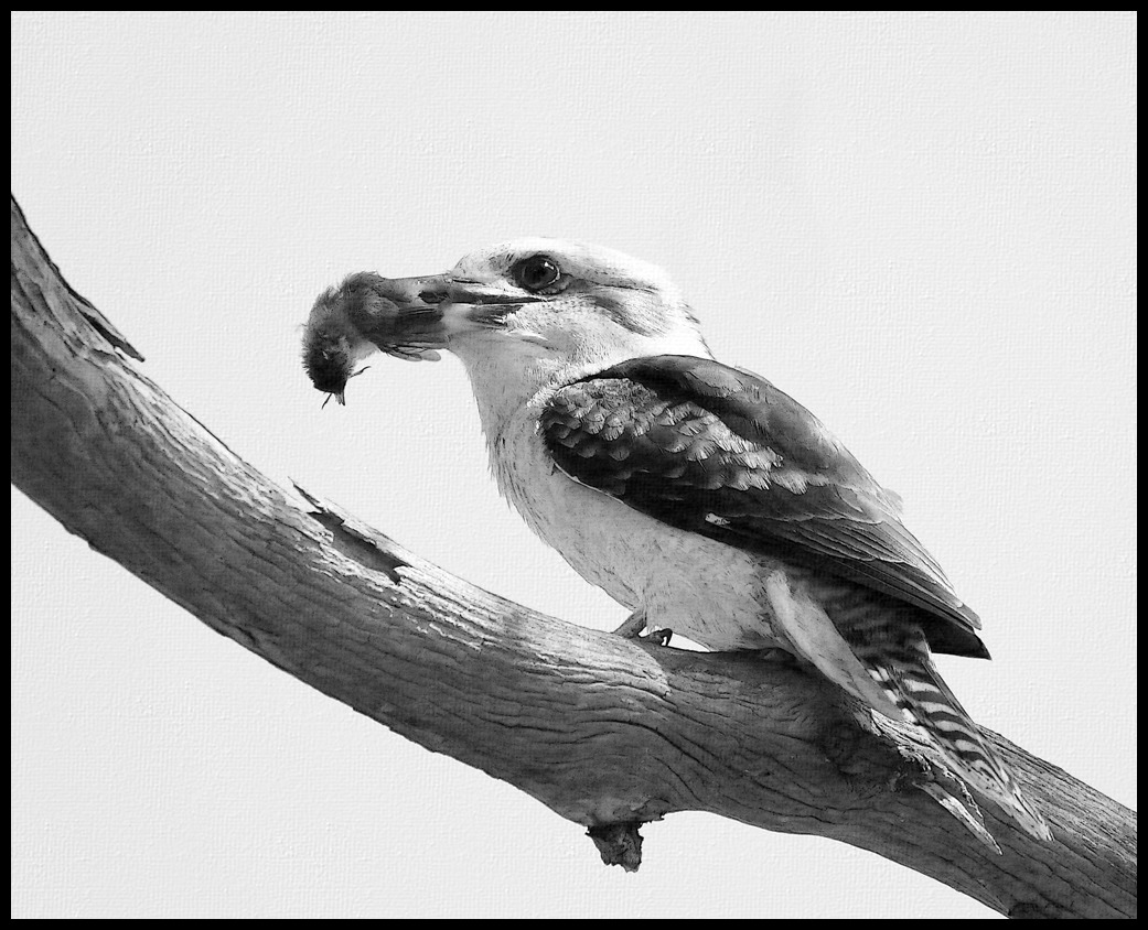 Click image for larger version

Name:	Kooka framed.jpg
Views:	19
Size:	222.8 KB
ID:	415561