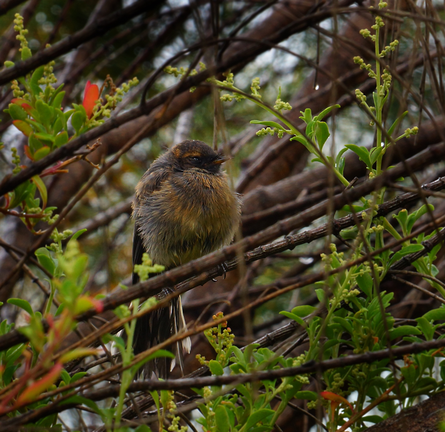 Click image for larger version

Name:	Wet Fantail.jpg
Views:	32
Size:	615.1 KB
ID:	416351