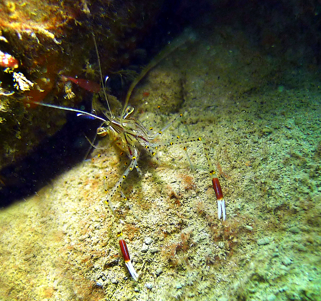 Click image for larger version

Name:	Shrimp2.jpg
Views:	23
Size:	623.7 KB
ID:	417611