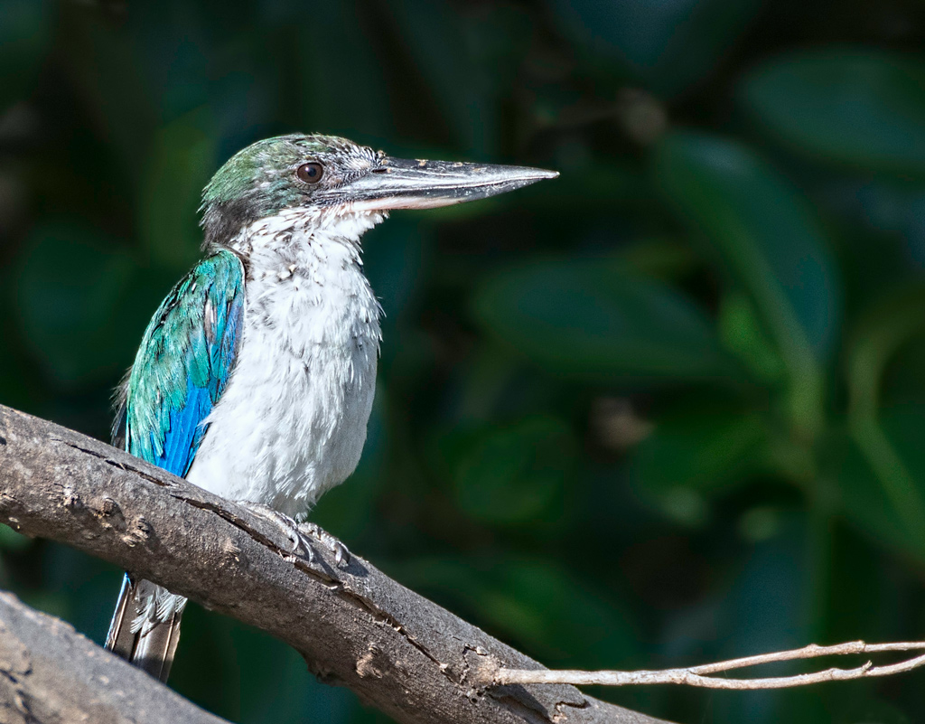 Click image for larger version

Name:	Kingfisher.jpg
Views:	22
Size:	308.4 KB
ID:	417684