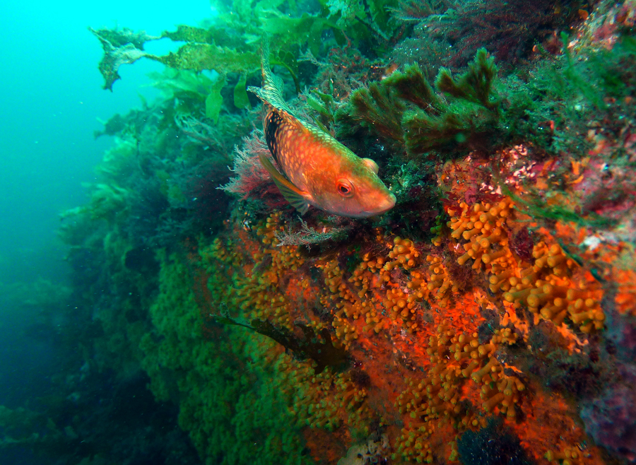 Click image for larger version

Name:	Female wrasse.jpg
Views:	45
Size:	707.6 KB
ID:	418289