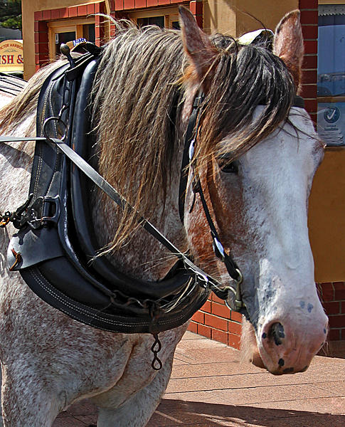 Click image for larger version

Name:	Portrait of a working Horse.JPG
Views:	61
Size:	657.2 KB
ID:	419543