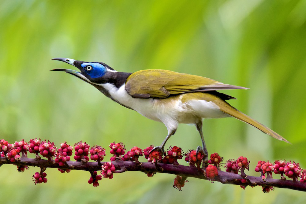 Click image for larger version

Name:	ironwood-bluefacedhoneyeater-E.jpg
Views:	33
Size:	353.4 KB
ID:	419701