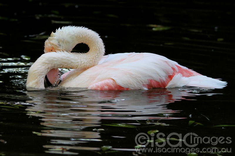 Click image for larger version

Name:	Chilian Flamingo - Small.jpg
Views:	45
Size:	85.0 KB
ID:	419836