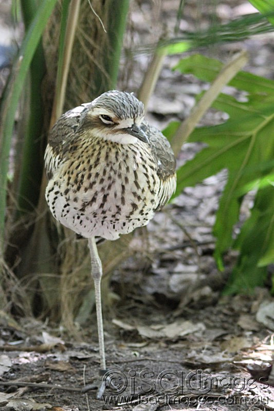 Click image for larger version

Name:	IMG_6973-Curlew - Small.jpg
Views:	55
Size:	124.3 KB
ID:	419837