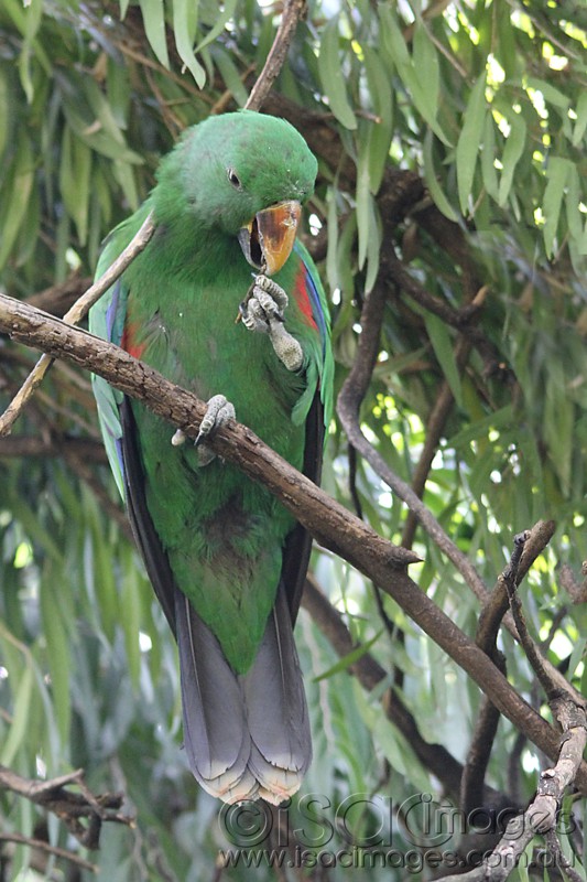 Click image for larger version

Name:	Eclectus Fun-1 - Small.jpg
Views:	56
Size:	128.5 KB
ID:	419838