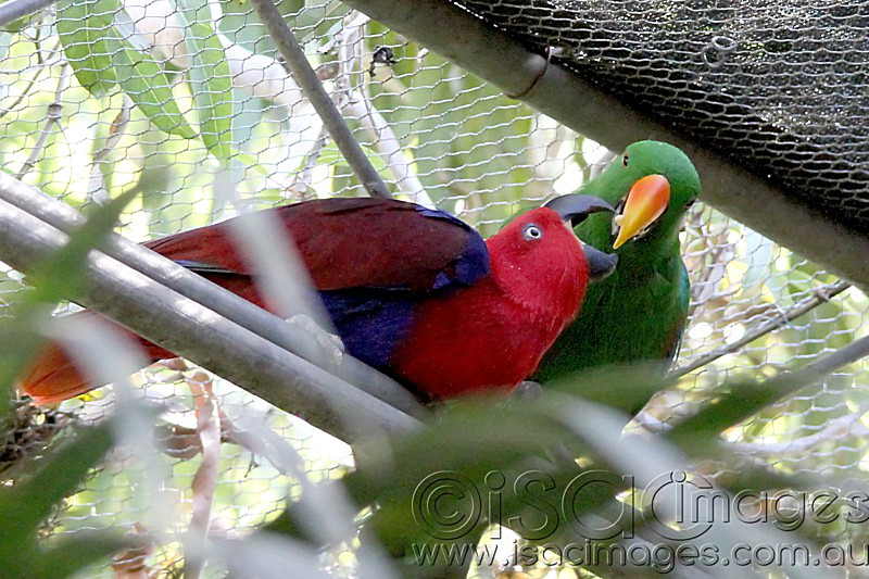 Click image for larger version

Name:	Eclectus Feeding King - Small.jpg
Views:	50
Size:	166.3 KB
ID:	419839