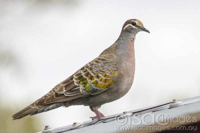 Click image for larger version

Name:	Common Bronzewing (Phaps chalcoptera).jpg
Views:	17
Size:	70.0 KB
ID:	420303