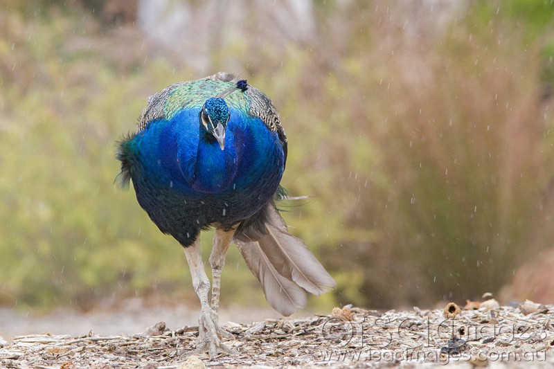 Click image for larger version

Name:	Peacock in the Rain - Small.jpg
Views:	18
Size:	103.3 KB
ID:	420304